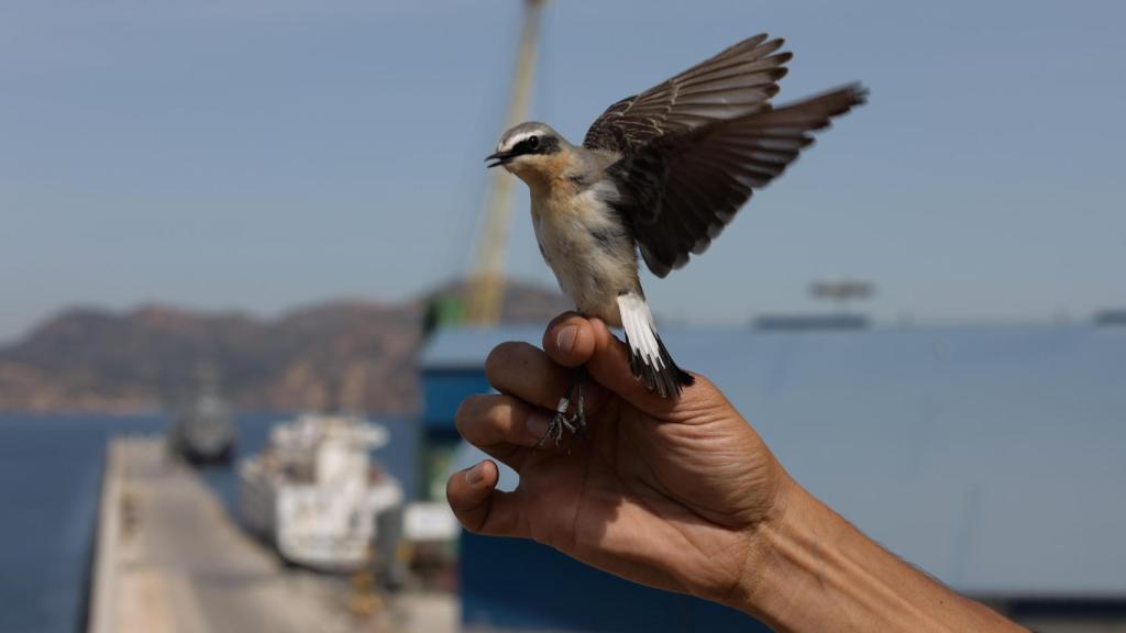 Ave migratoria durante la III Campaña de Anillamiento Prenupcial en la Isla de Escombreras