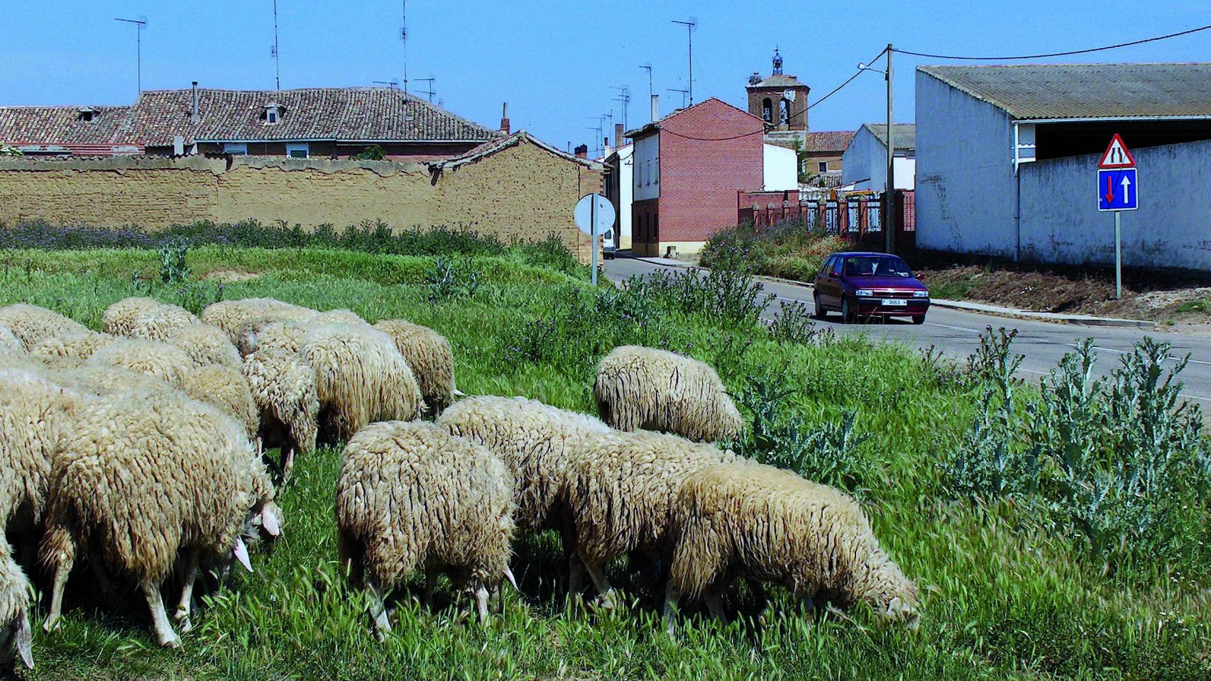 Ovejas en Revenga de Campos
