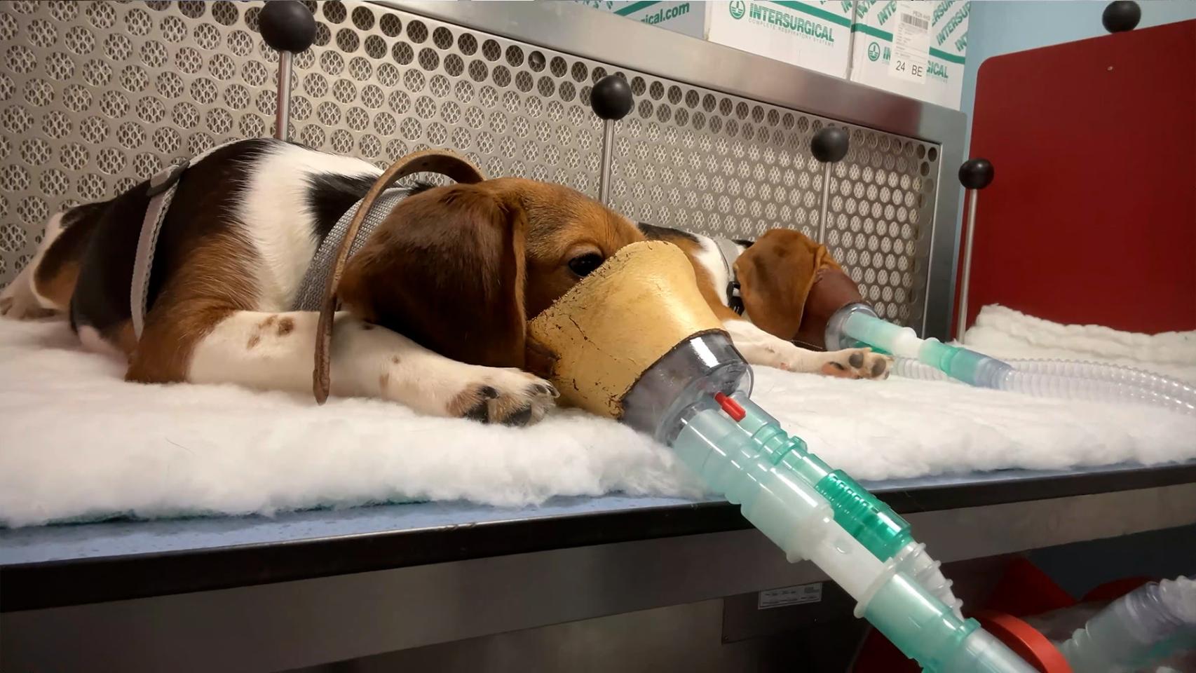 Un perro en un laboratorio. 