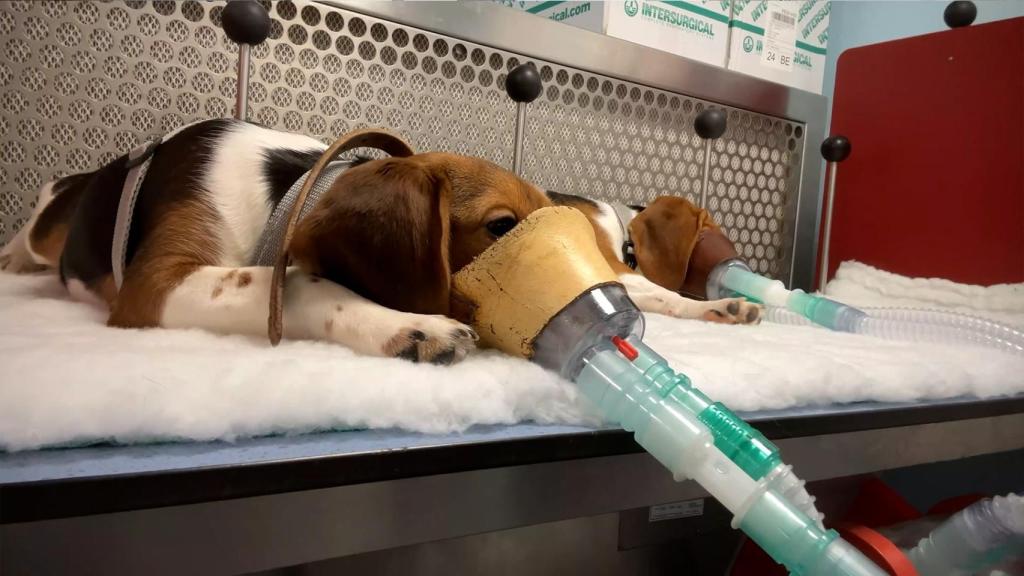Un perro en un laboratorio. 