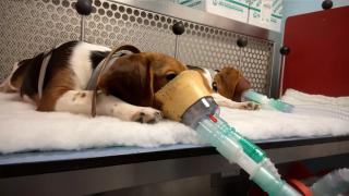 Un perro en un laboratorio. 
