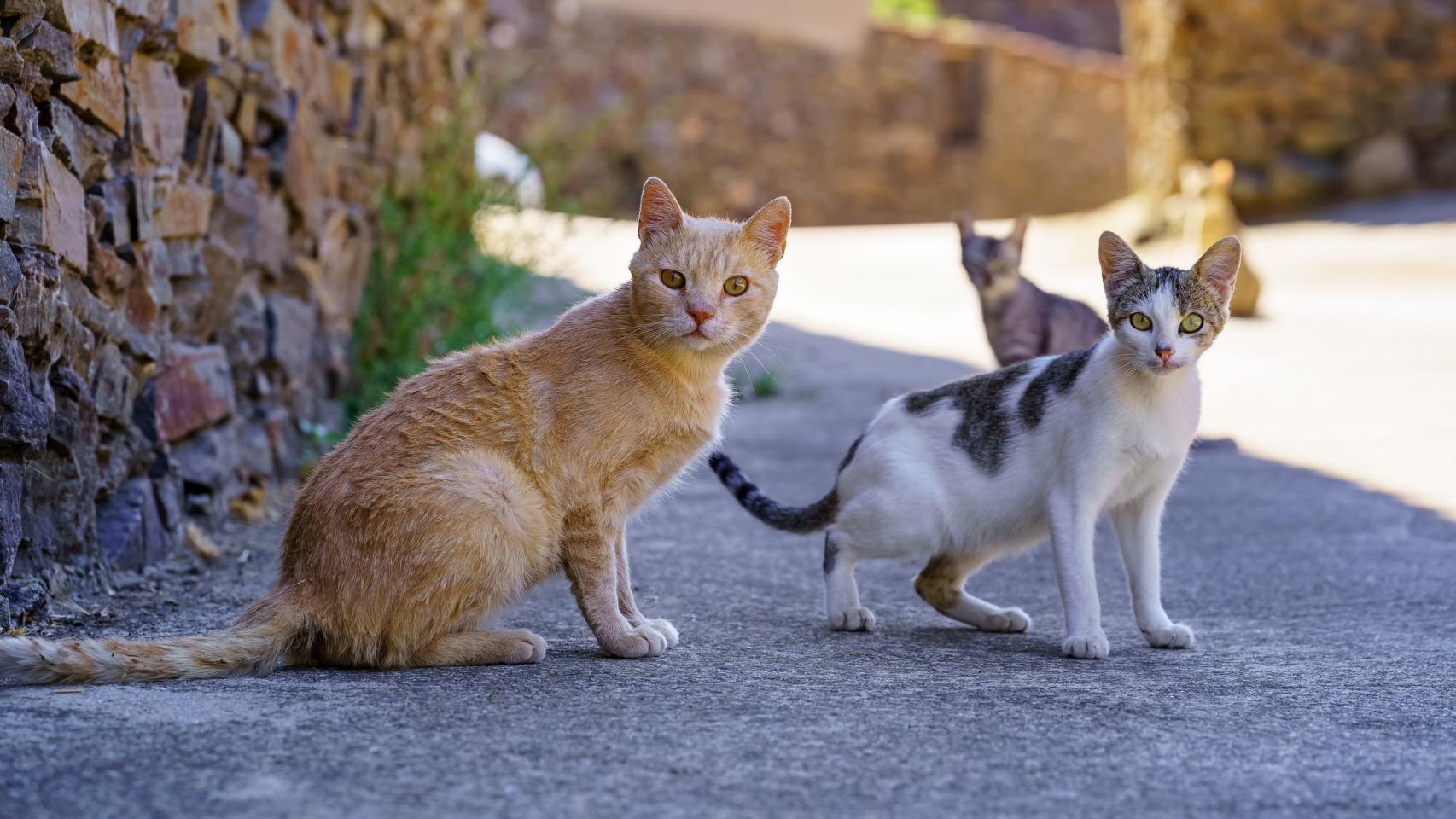 Gatos en la calle. 