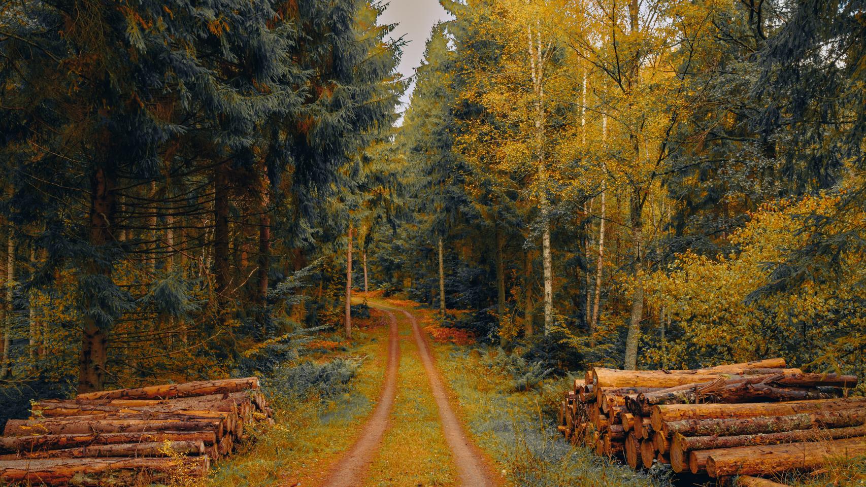 Camino forestal con troncos apilados.