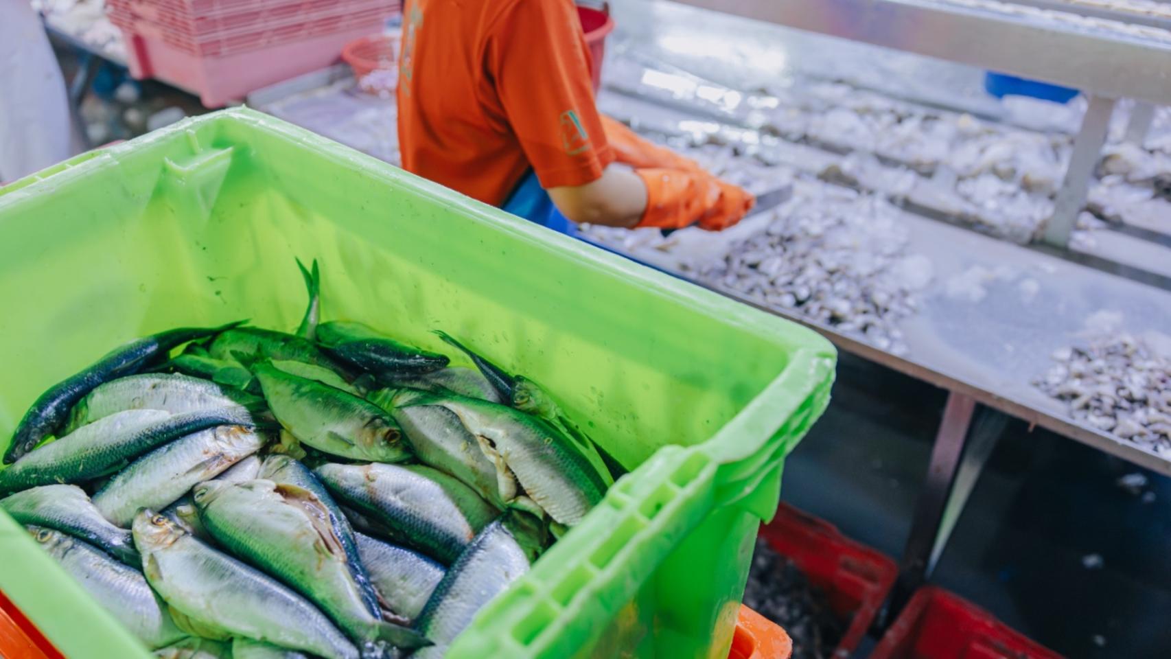 Operario de producción en una fábrica de congelados