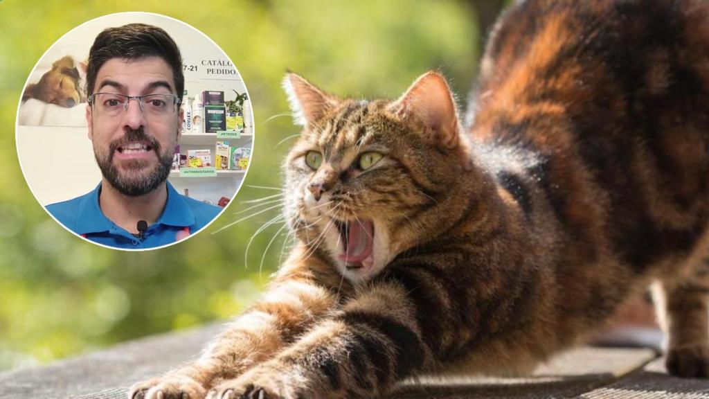 Juanjo es un veterinario con 20 años de experiencia.