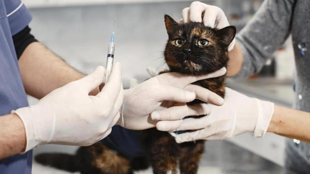 La terapia se encamina a revolucionar el cuidado de las mascotas.