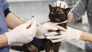 La terapia se encamina a revolucionar el cuidado de las mascotas.