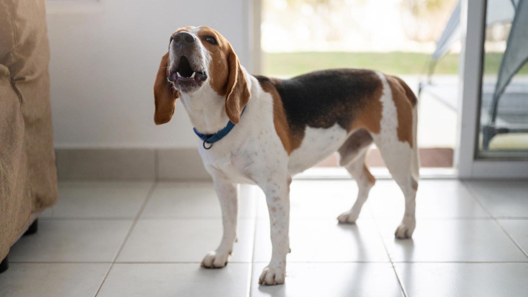 Un perro ladrando, en una imagen de Shutterstock.