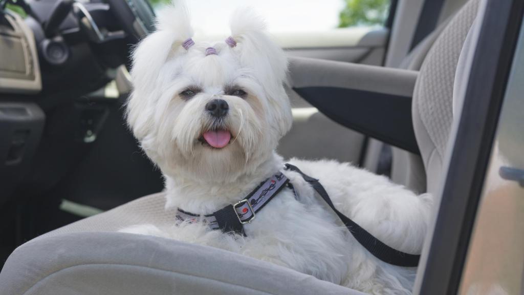 Un perro con arnés en un coche. 