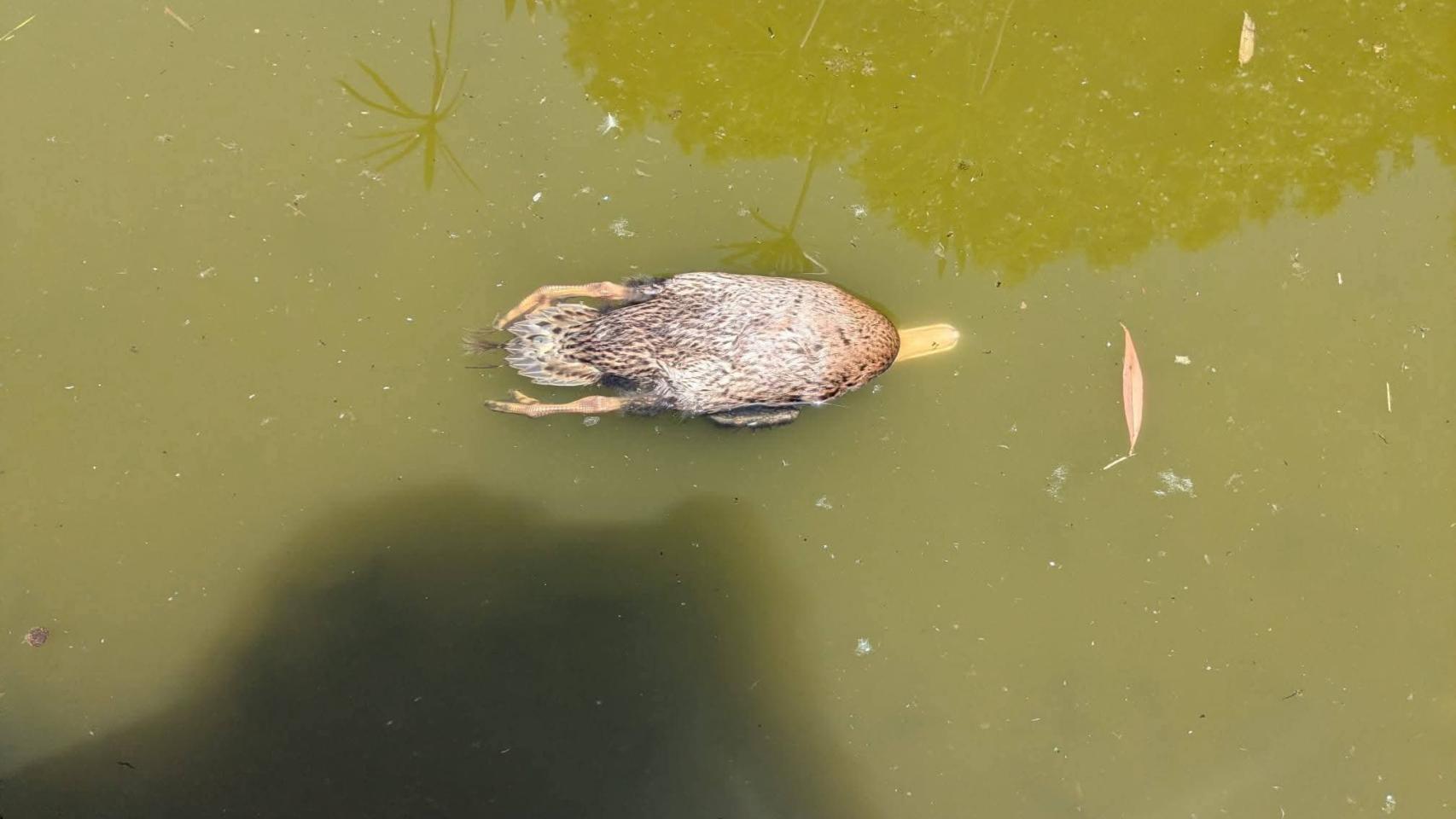Patos muertos en los parques de Chantre y Quevedo de León.