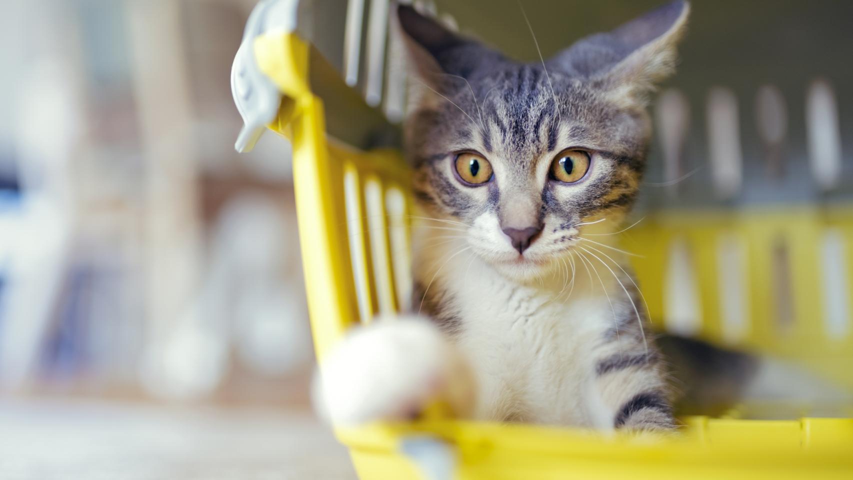 Un gato en un transportín. 