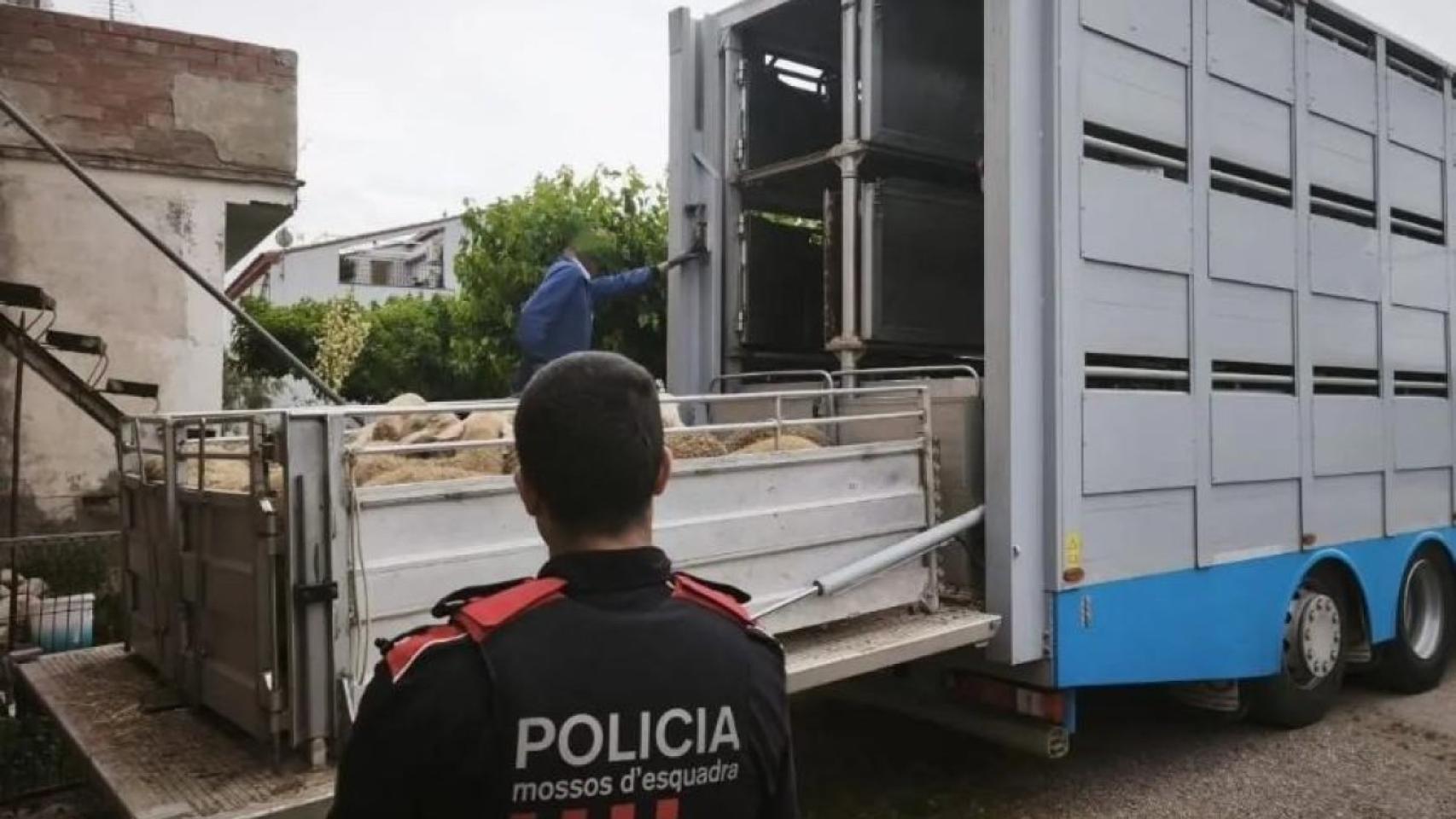 Un mosso ante una ganadería de ovejas.