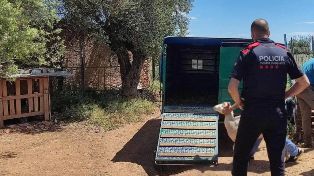Un agente de los Mossos en el dispositivo de rescate de los corderos