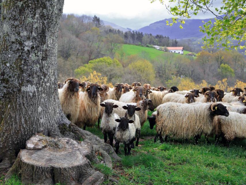 Ovejas pastando en el Valle de Baztán.