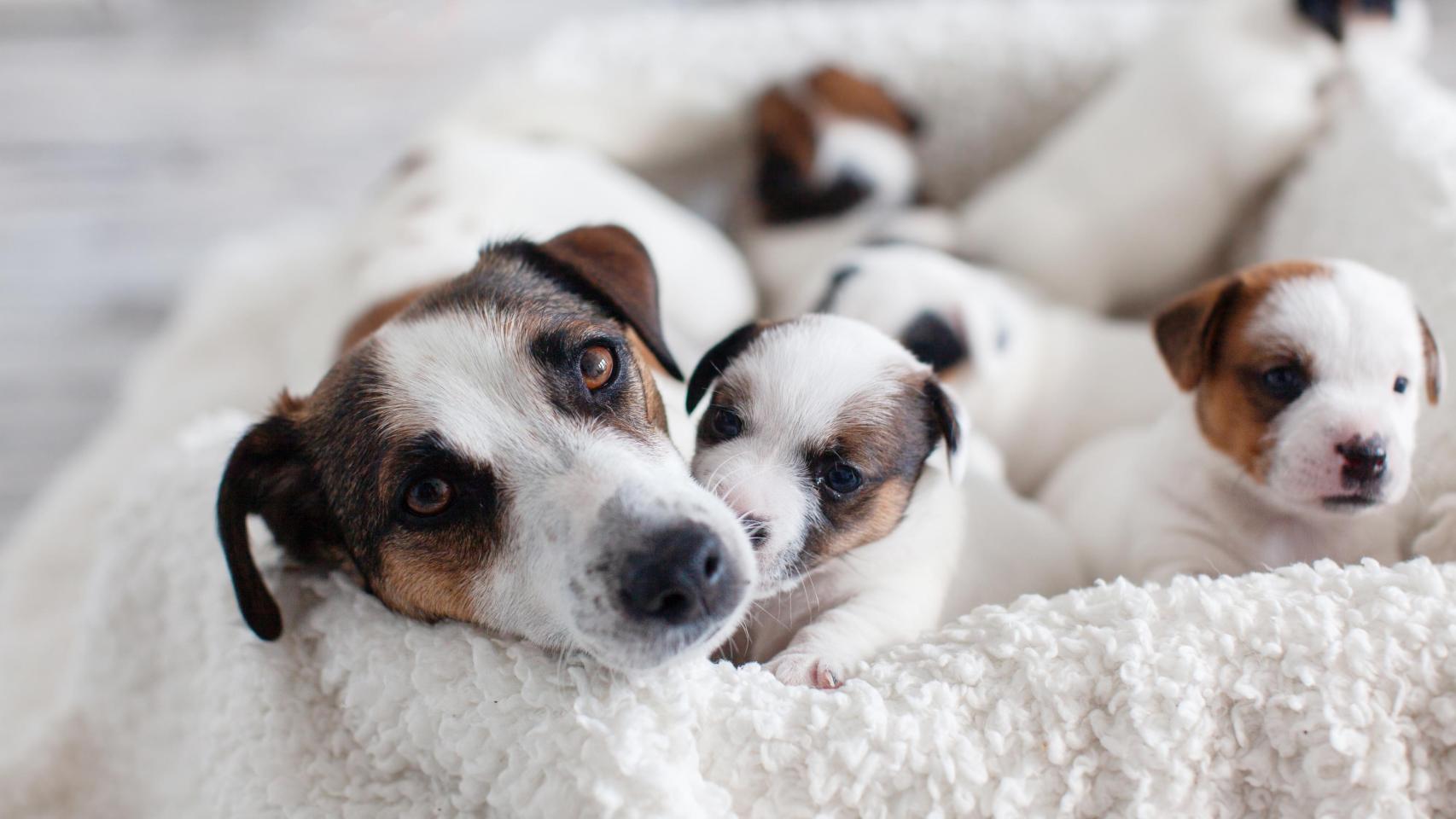 Una camada de perros