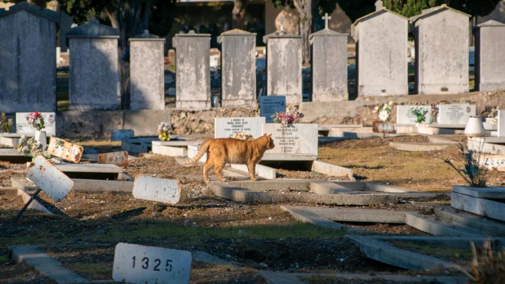 Un gato en un cementerio. 