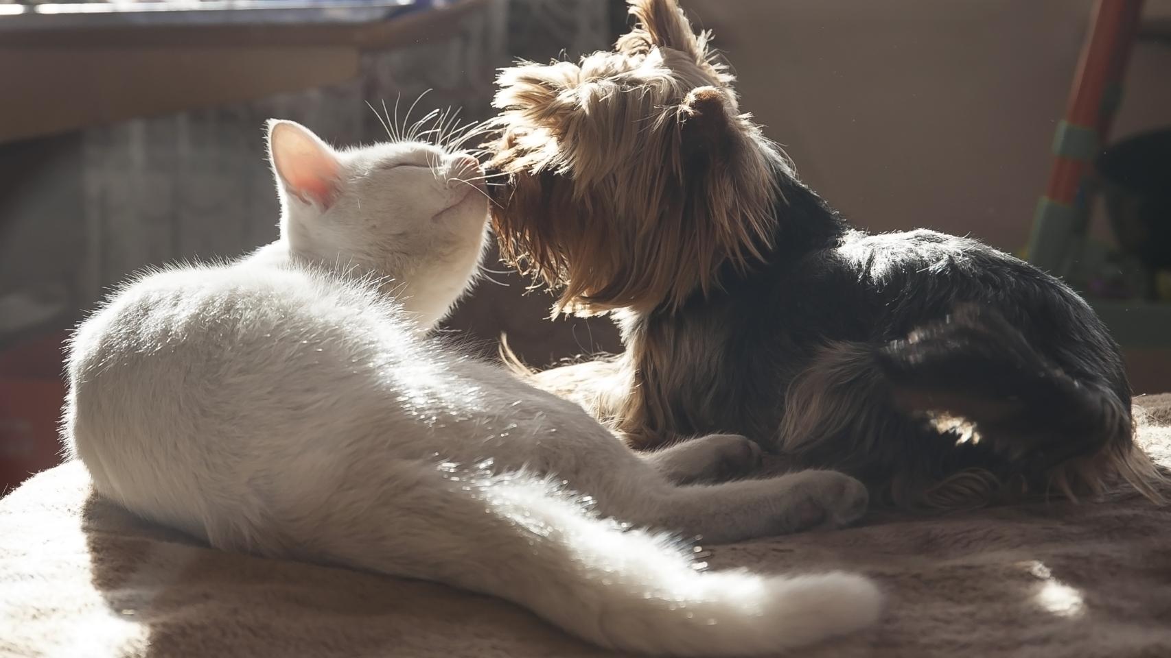Un perro y un gato 