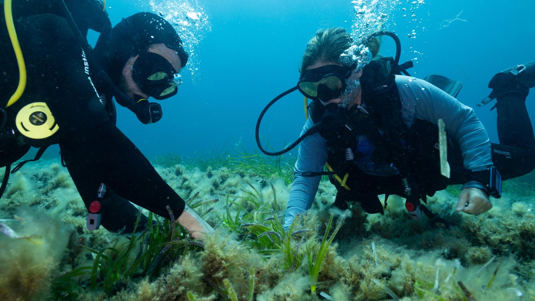 Dos buzos plantan Posidonia en el Parque Natural de Ses Salines en Formentera.