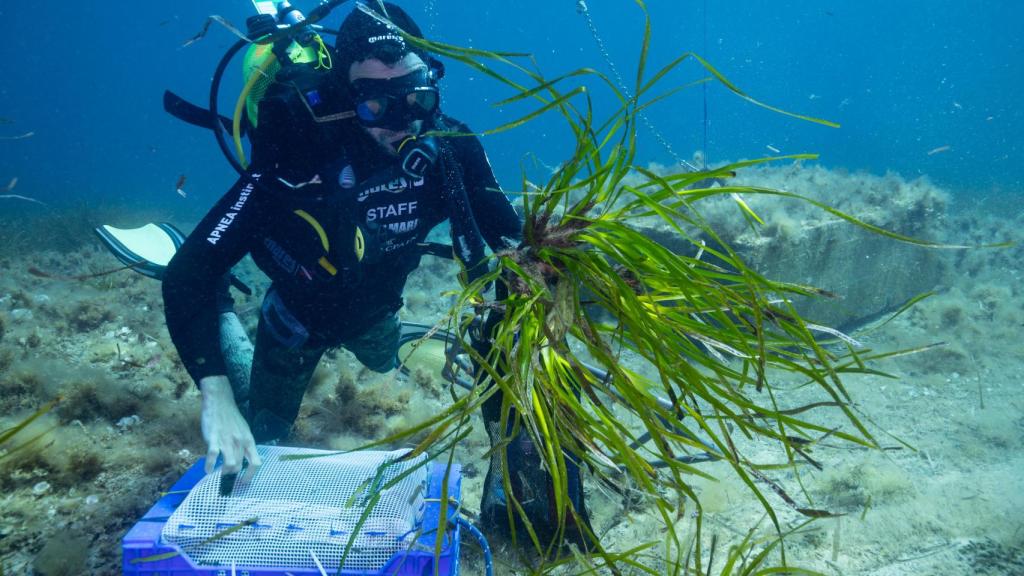 Un buceador replantando fragmentos de Posidonia en Formentera.