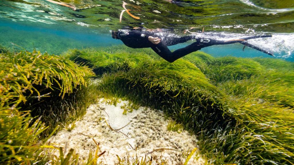 Una persona realiza snorkel sobre una de las praderas de Posidonia recuperadas en Formentera.