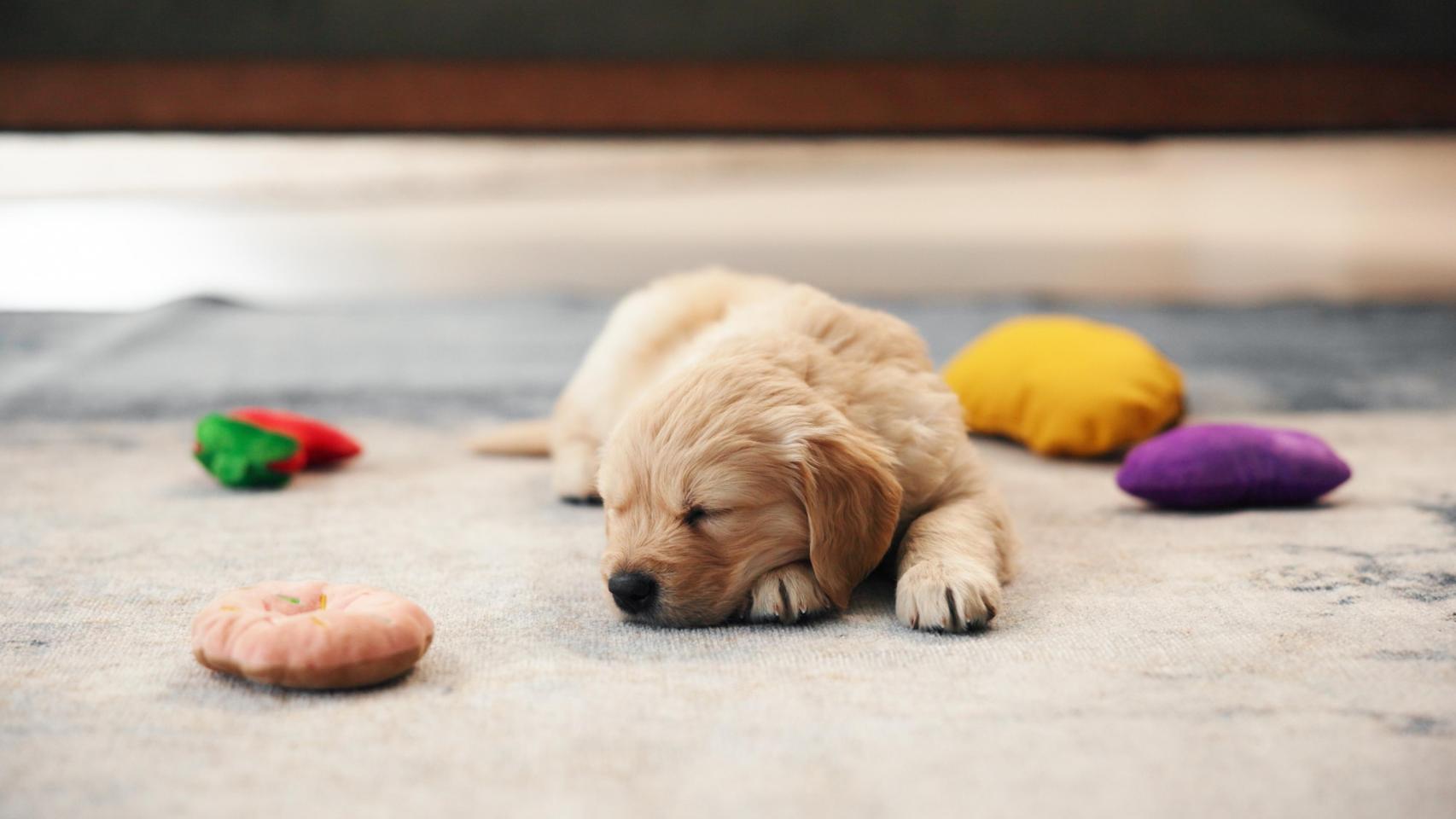 Un cachorro de labrador, en una imagen de Shutterstock.