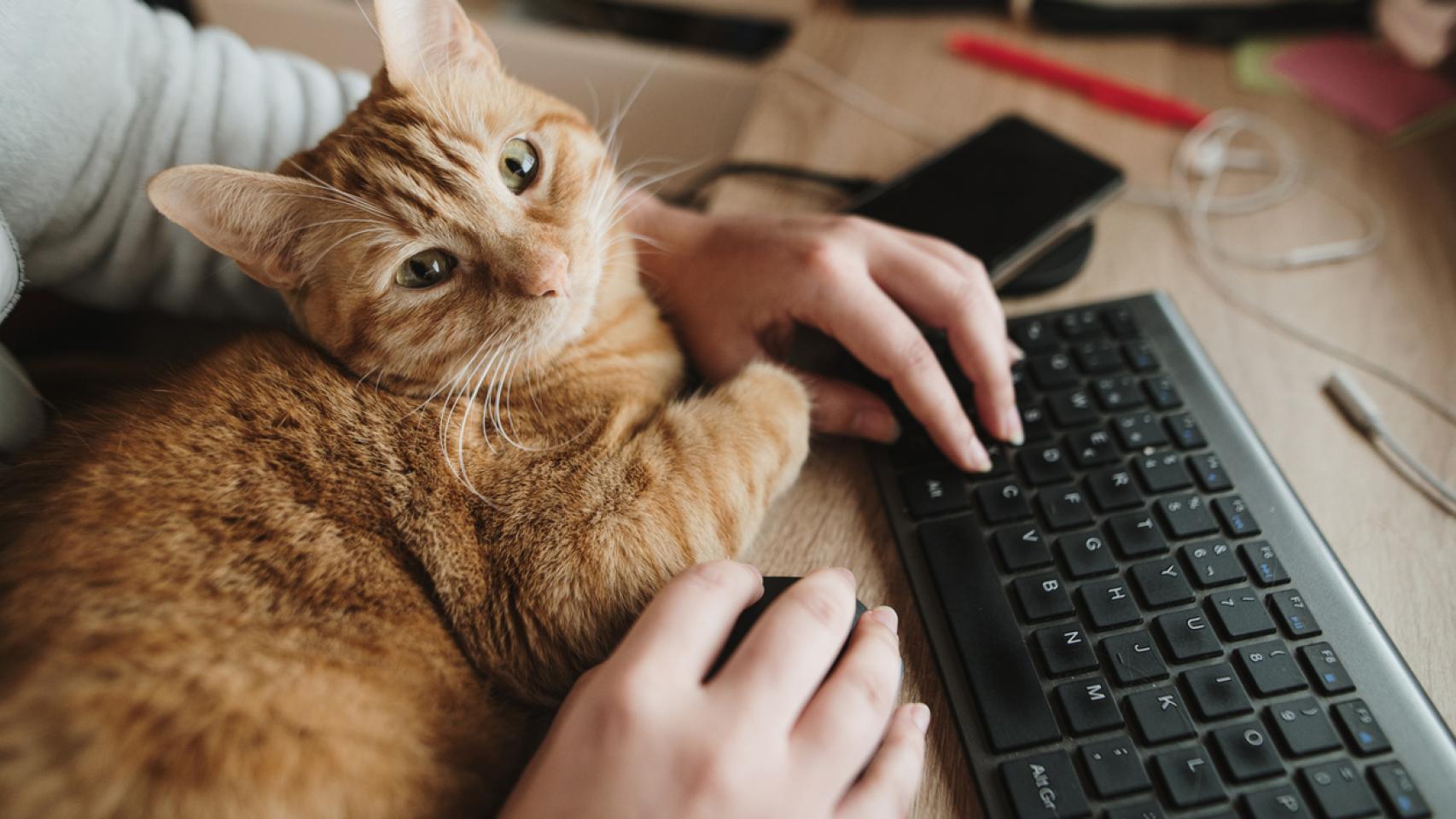 Un gato encima de un escritorio. 