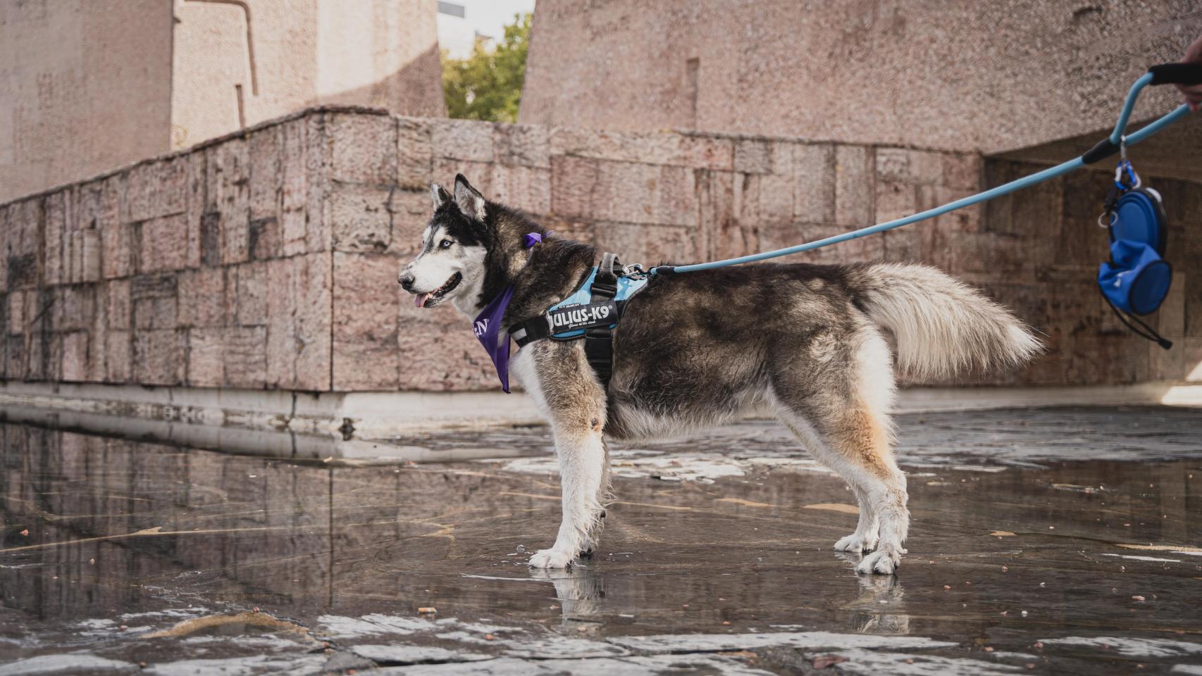 Un perro en un parque.