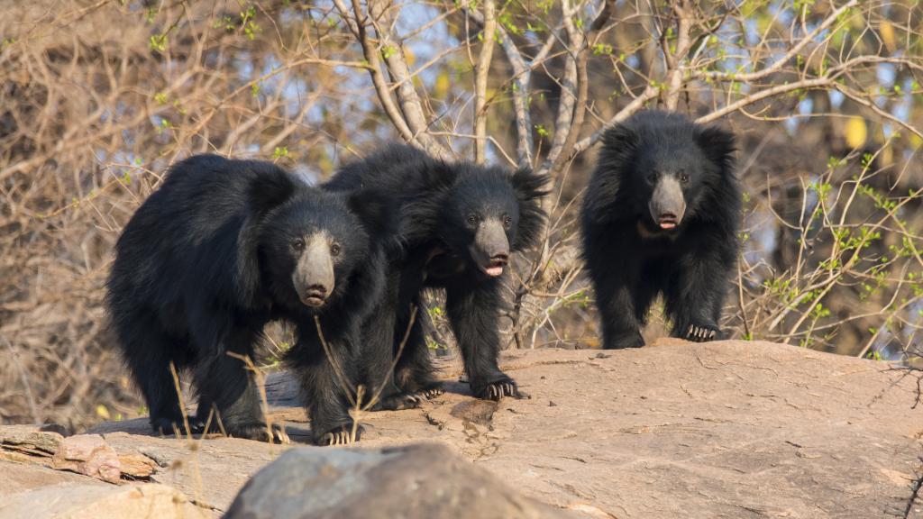 Oso bezudo de Karnataka, India.