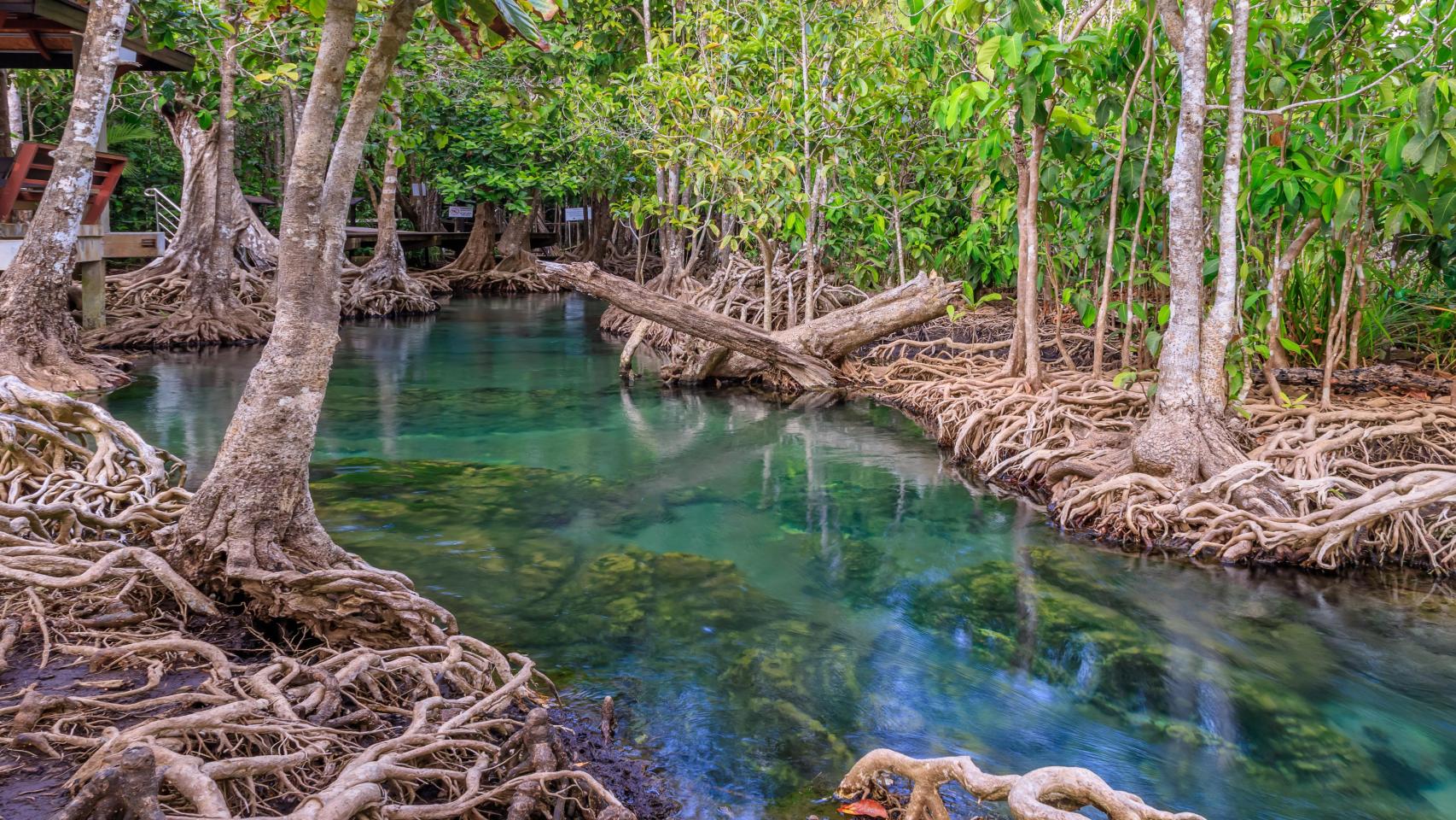 Manglar.