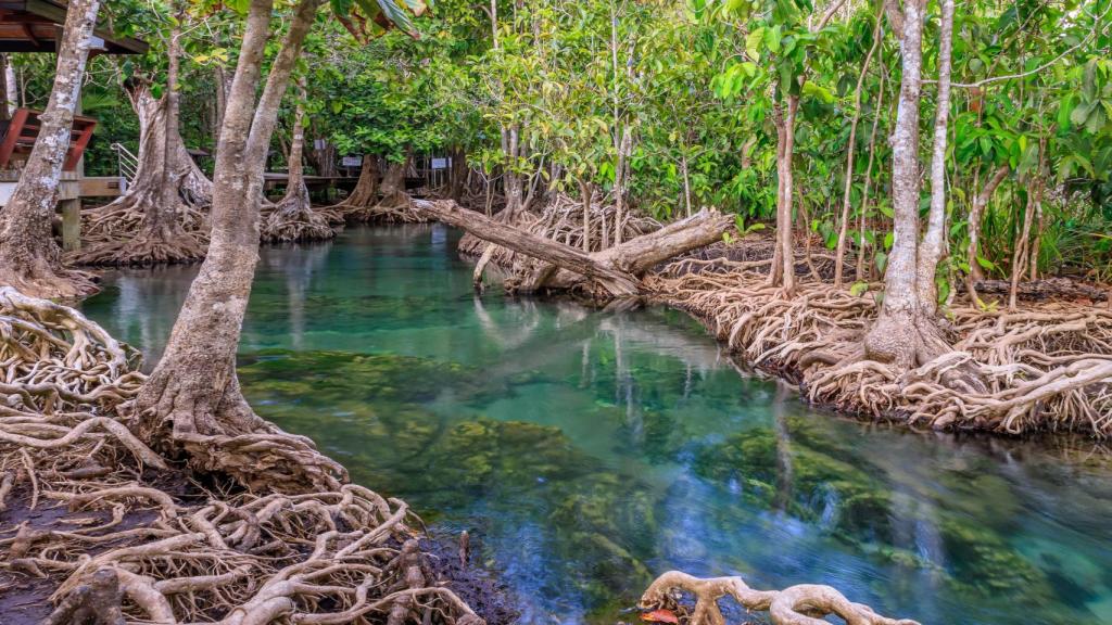 Manglar.