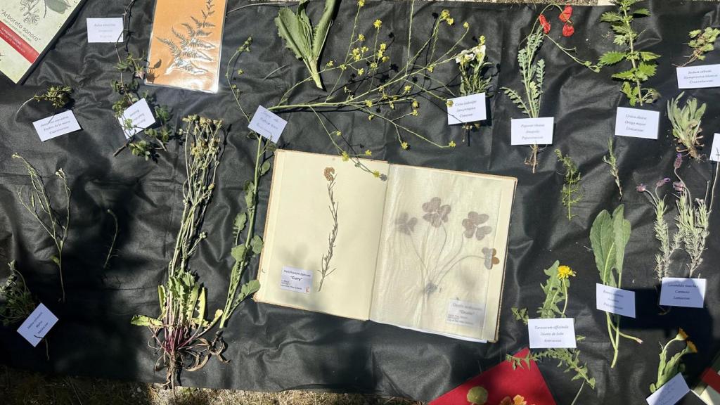 Las hierbas y plantas recolectadas en la Sierra de Guadarrama con Herbario Comestible.
