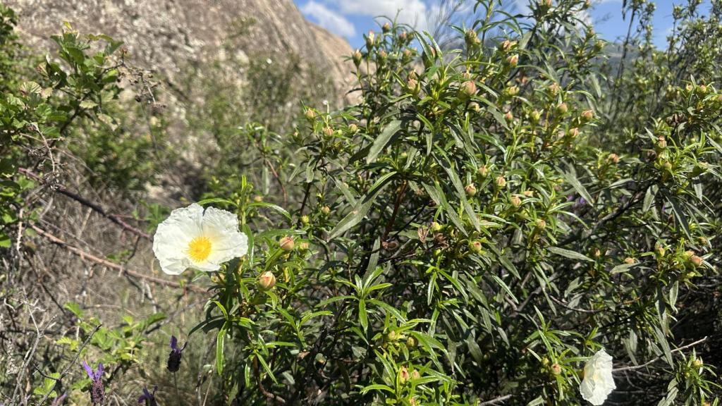La flor de la jara, de la cual se extrae resina para su procesamiento en la cocina.