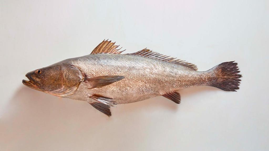 La Totoaba de Earth Ocean Farms.