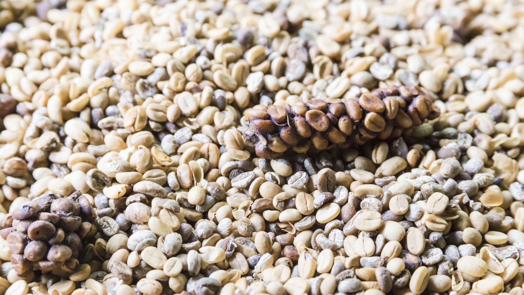 Granos de café fermentado.