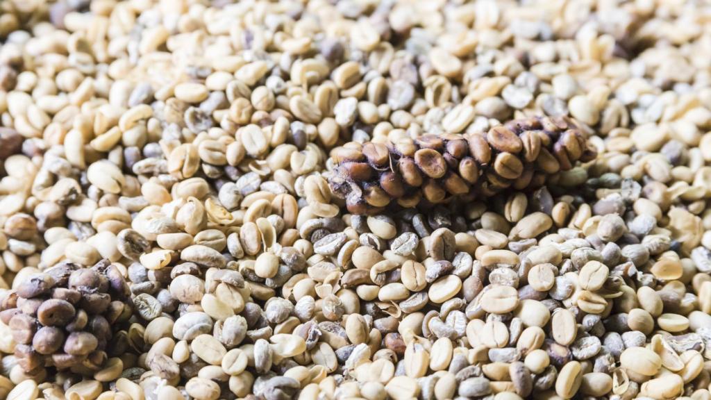 Granos de café fermentado.