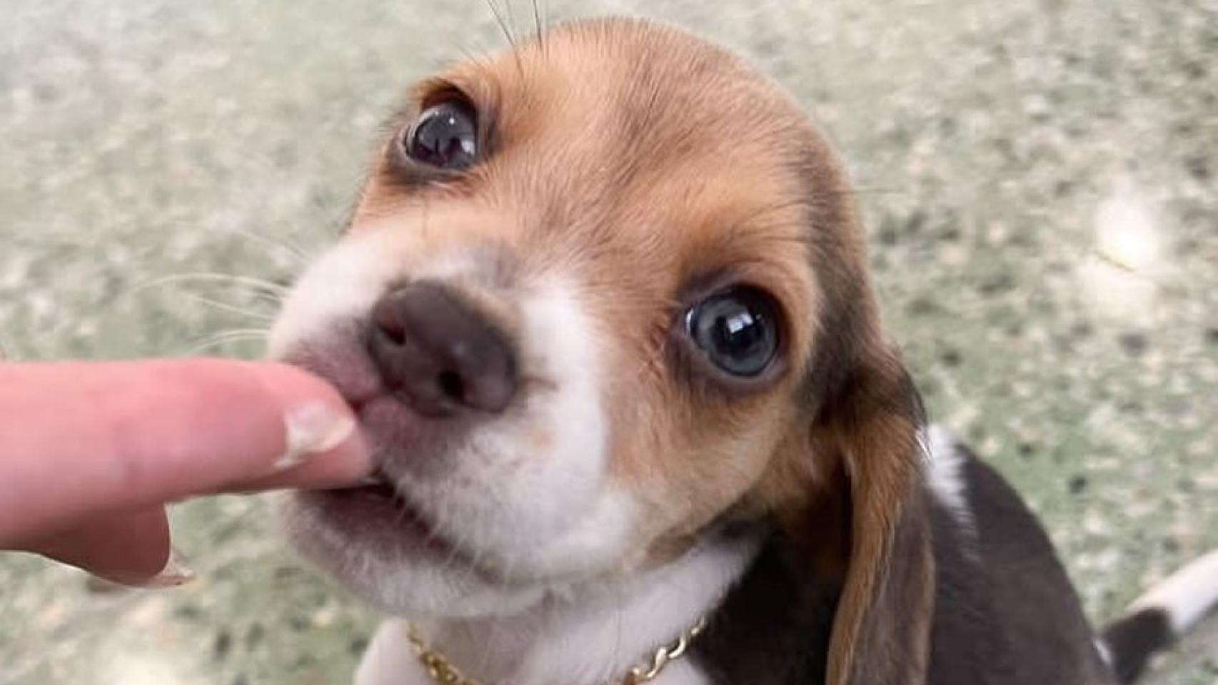 Sansa, la perrita de Bad Bunny.