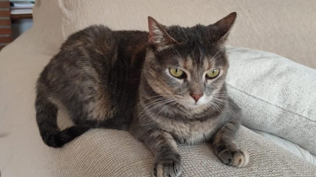 Un gato.