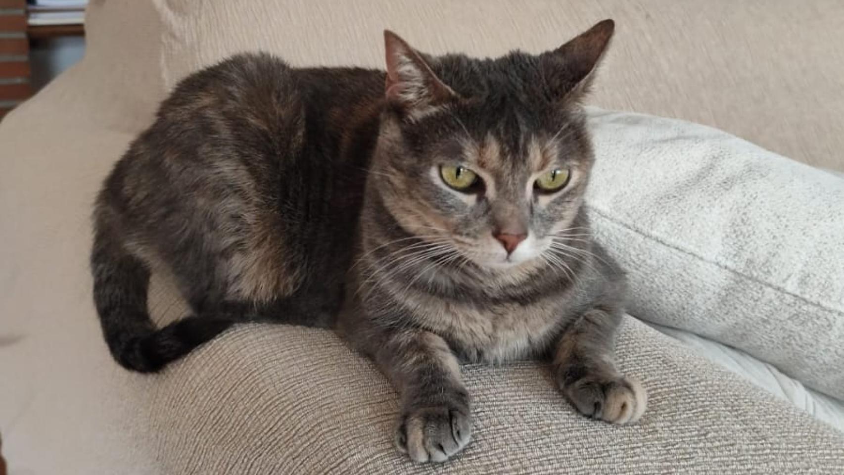 Un gato.