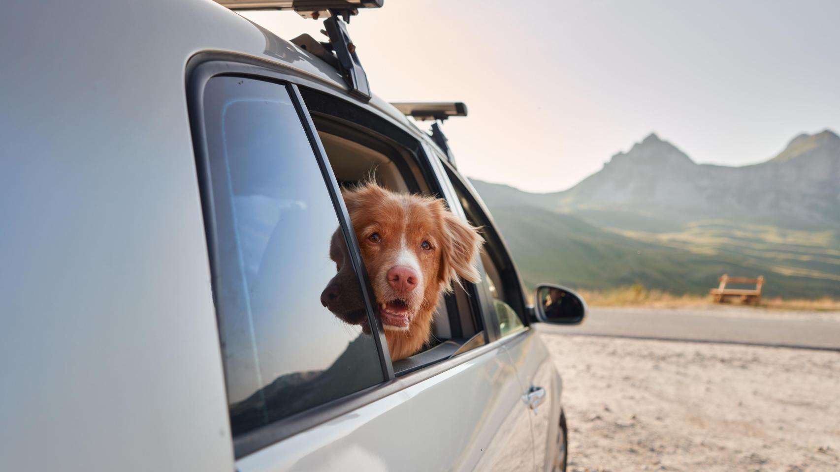 Un perro en un coche, en una imagen de Shutterstock.