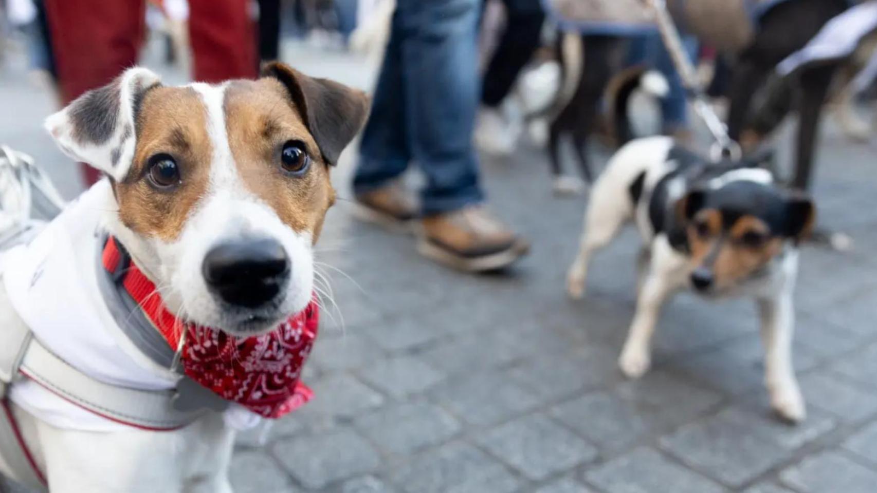 Dos perros durante la carrera Sanperrestre 2024, en el centro histórico de Madrid.Europa Press