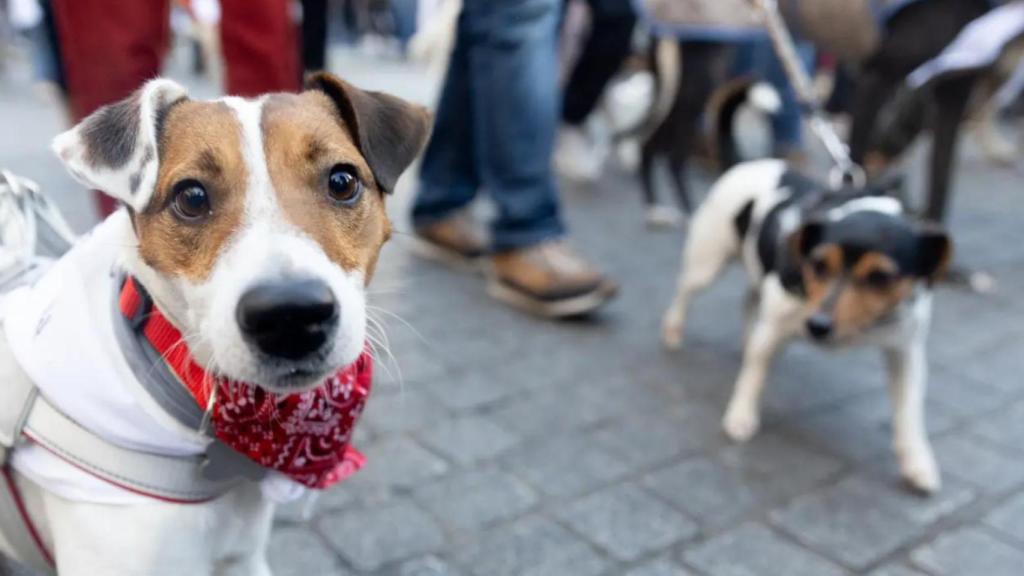 Dos perros durante la carrera Sanperrestre 2024, en el centro histórico de Madrid.Europa Press