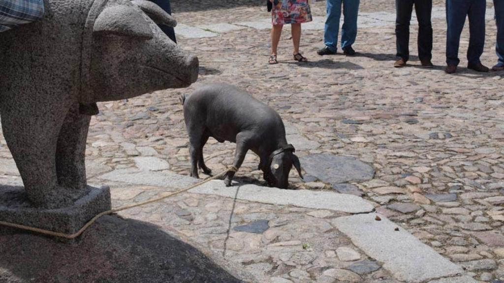 La fiesta más tradicional de La Alberca es el Marrano de San Antón.