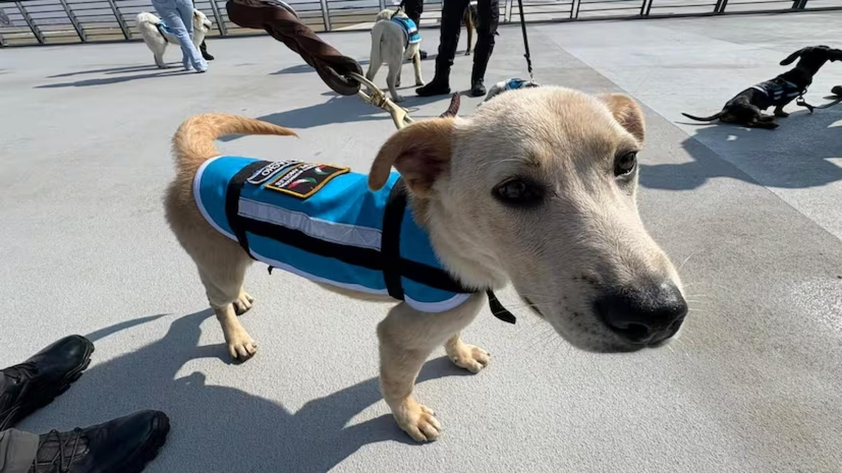 Goliat, el perro de terapia del aeropuerto de México.