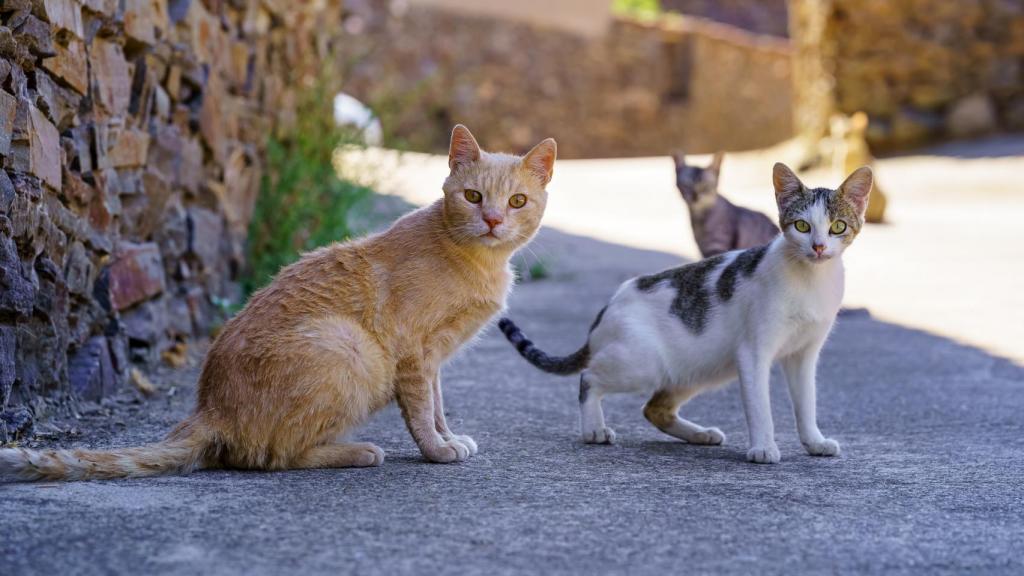 Gatos en la calle. 