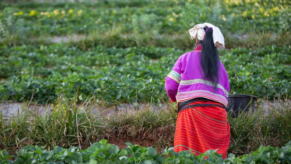 Cultivos indios de fresas.