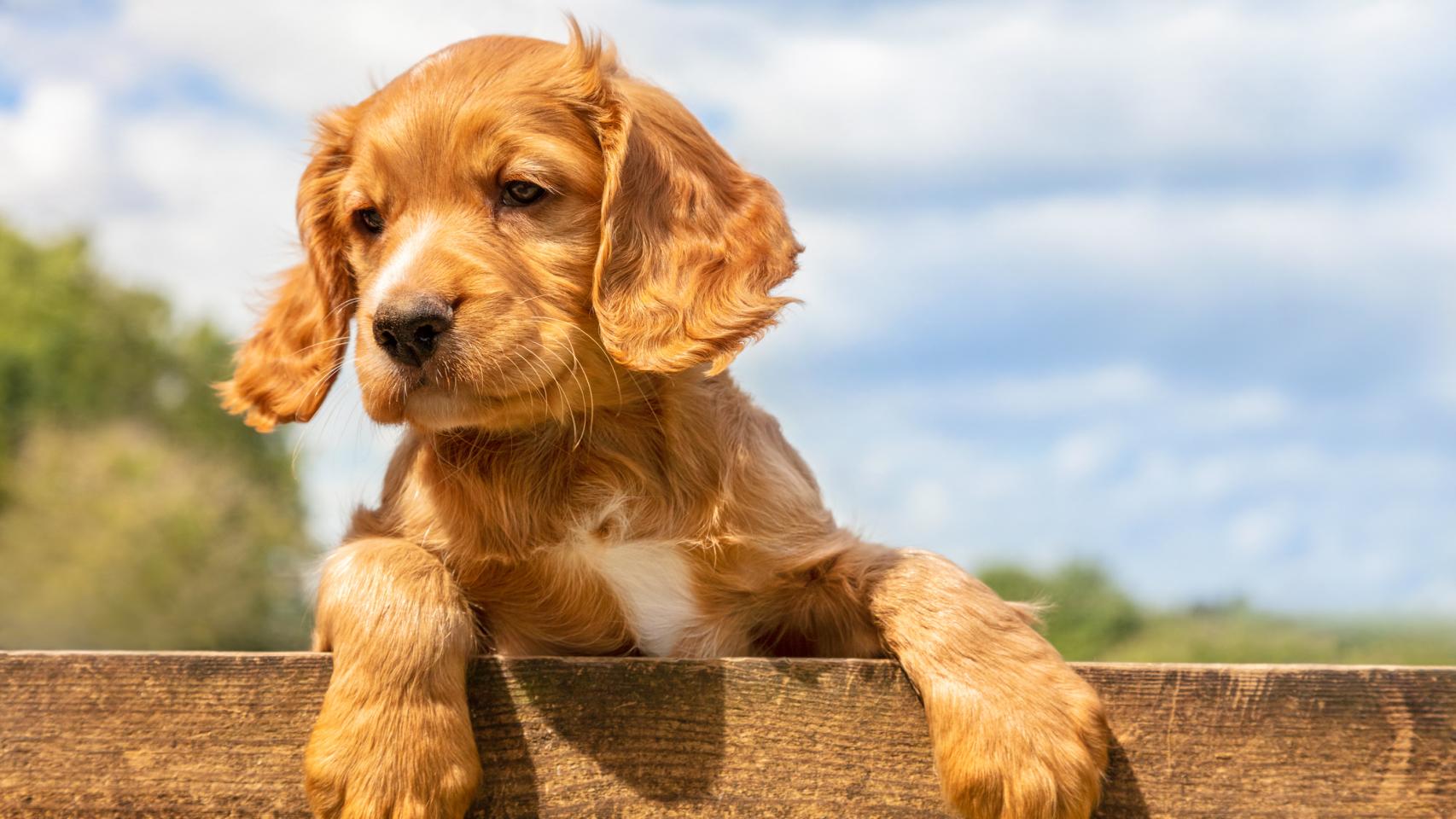 Imagen de archivo de un perro.