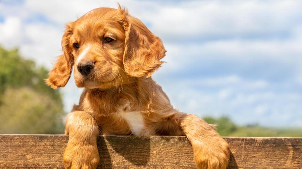 Imagen de archivo de un perro.