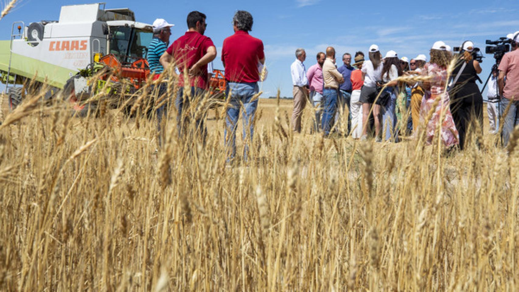Campos de cereal en Castilla y León. 