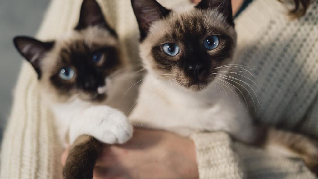 Gatos.