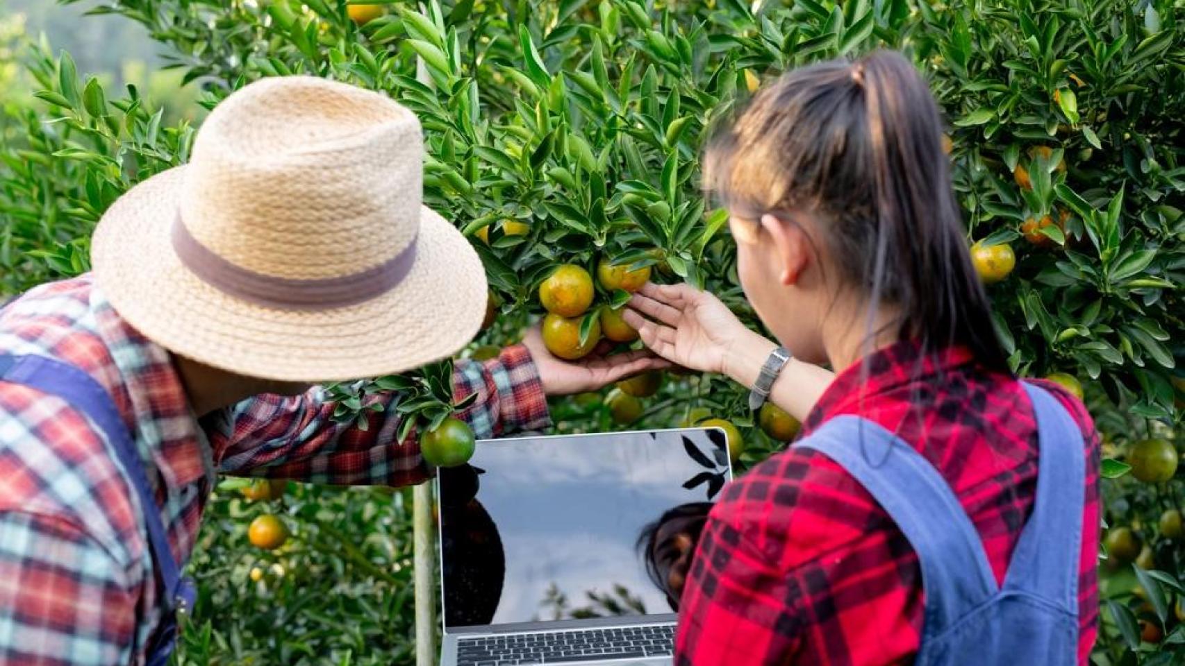 Unos agricultores controlan la producción de cítricos con datos obtenidos de sensores.